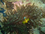 Sharm El Sheik - Pesce pagliaccio e anemone