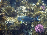 Sharm El Sheik - Pesce chirurgo sohal