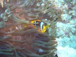 Sharm El Sheik - Pesce pagliaccio e anemone