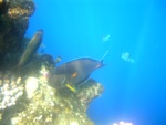 Sharm El Sheik - Pesce chirurgo sohal