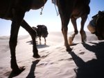 Carovana nel Sahara