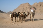 Deserto del Sinai