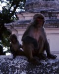 Scimmie a Pashupatinath