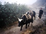 Yak - Sikkim