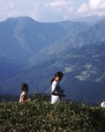 Darjeeling - Raccolta del te'
